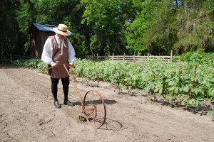Gainesville FL tobacco farming plowing