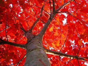 Bartram Red Oak