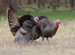 Wild Turkey on Thanksgiving