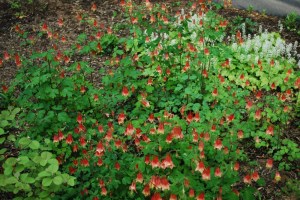 Jenkins Arboretum Philadelphia garden John Bartram Kirk Brown