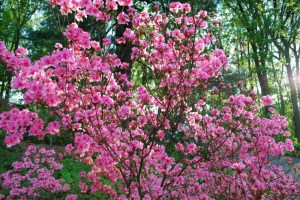 Azalea Jenkins Arboretum Philadelphia PA