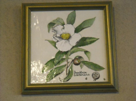 Franklinia alatamaha Franklinia alatamaha
