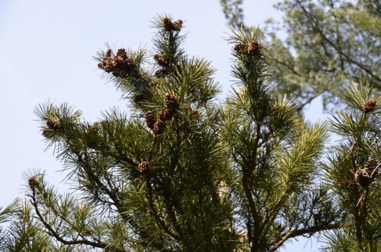 Sciadopitys verticillata Meadowbrook Farm, Kirk R. Brown, John Bartram