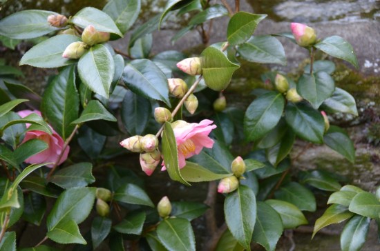 The camellia was in bloom Meadowbrook Farm, Kirk R. Brown, John Bartram