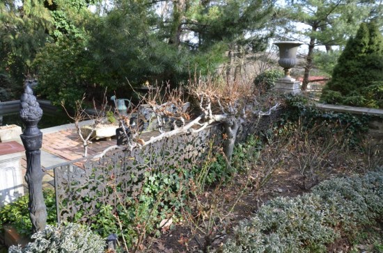The espalier Fagus Meadowbrook Farm, Kirk R. Brown, John Bartram