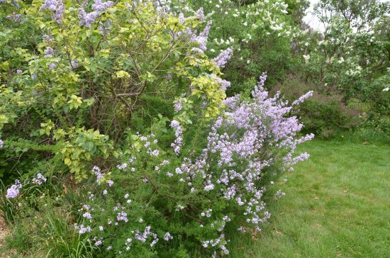 The Lilac Collection Rutgers Garden, Kirk R. Brown, John Bartram, Lilac Collection, Holly House
