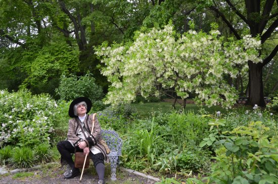 John Bartram, Chionanthus virginicus, Awbury Arboretum, Scattergood Foundation