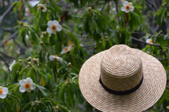 John Bartram, William Bartram, Kirk R. Brown, Franklinia alatamaha