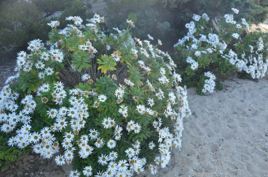 Westhampton Beach Garden Club, Kirk R. Brown, John Bartram, Old Westbury Gardens, Montauk Daisies, The Hamptons